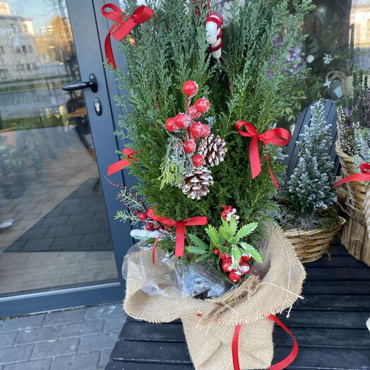 Рождественская ёлка в горшке 3