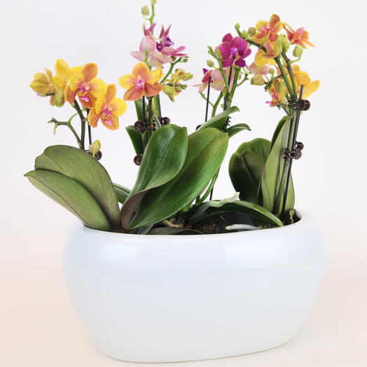 Орхидея в горшке набор VIP «Ярко Дорого Живо»