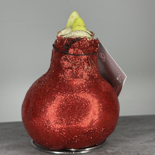 Красный Амариллис в воске — зацветёт без посадки