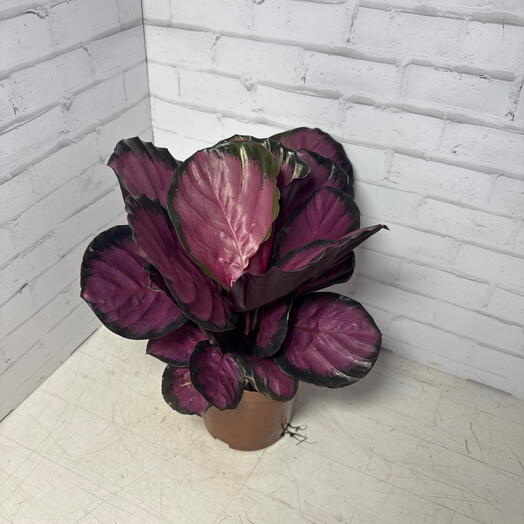 Калатея  розиопикта дотти