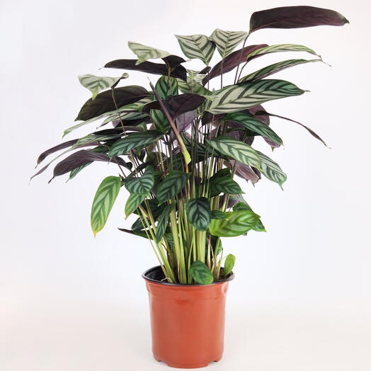 Калатея Зебрина «Игривая Зелень», D-14