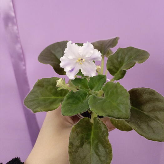 Фиалка сортовая Маргарита малышка