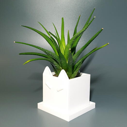 Хавортия в кашпо "Люблю кошек"