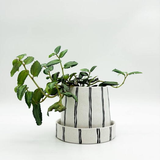 Пеллиония в горшке Хлопок