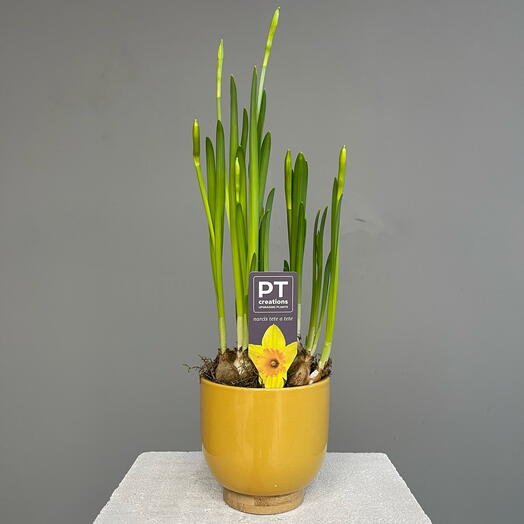 YELLOW NARCISSUS стильный нарцисс в керамическом горшке (D11 H30)