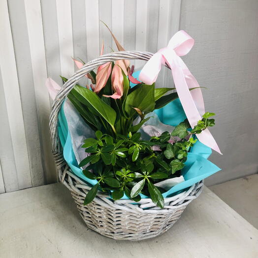 Растения комнатные в корзине