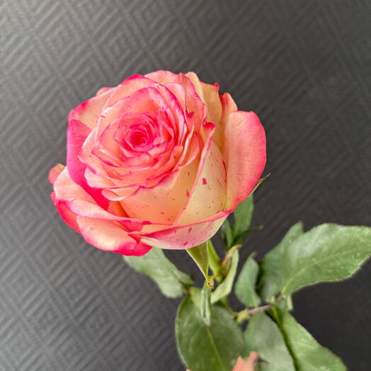 Роза розовая