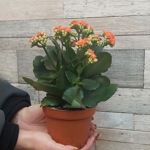 Комнатное растение (каланхоэ)