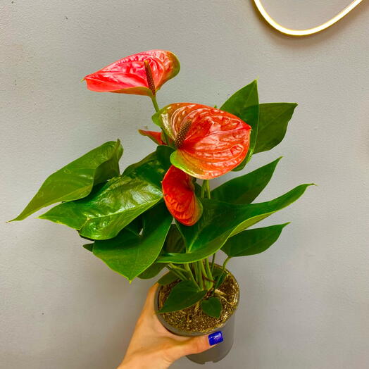 Антуриум (мужское счастье) в горшке️💔