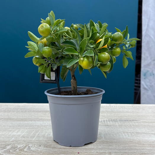 Горшечный мандарин