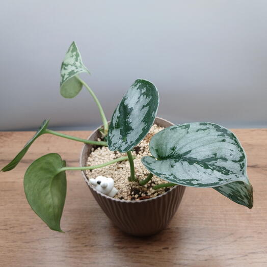 Эпипремнум (Сциндапсус) Pictus Triebe