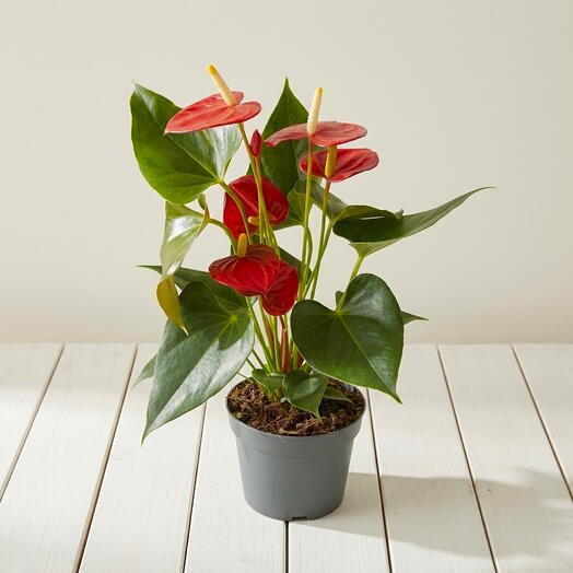 Red Anthurium (Anthurium andraeanum)