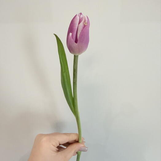 Тюльпан