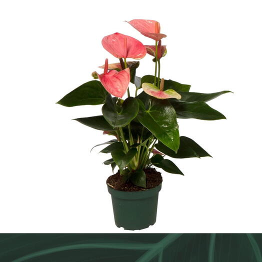 Anthurium pink shade