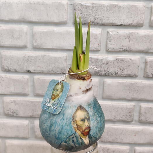 Амарилис в воске. (2)