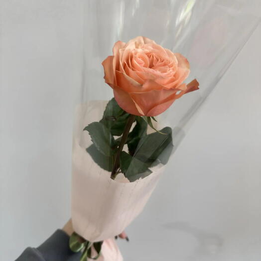 Роза Кахала в стильной упаковке