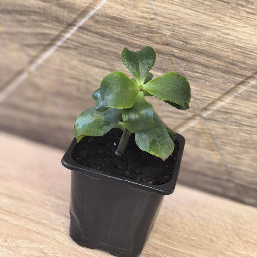 Комнатное растение "Крассула/Толстянка" (Денежное дерево)