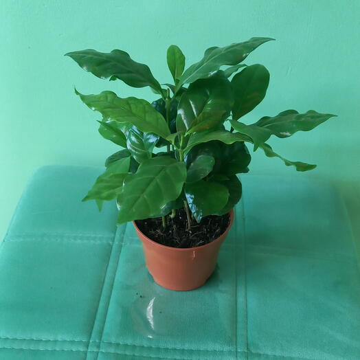 Кофе Арабика