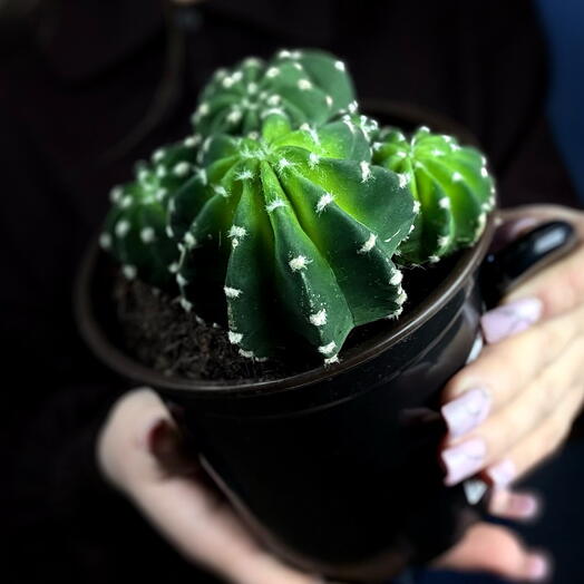 Кактус 🌵