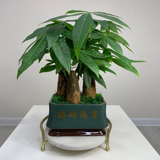 Бонсай Пальма Пахира Акватика Баобаб 3в1. В керамическом кашпо диаметр 20 см, на подарок, комнатные цветы