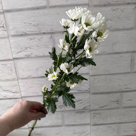 Сантини белая крупная ромашка