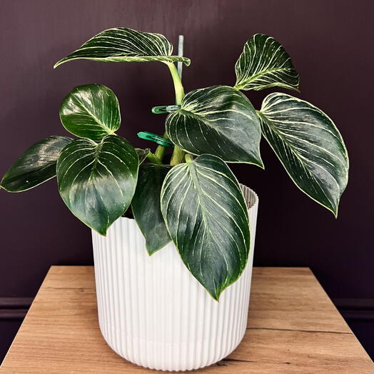 Филодендрон Биркин (Philodendron Birkin)