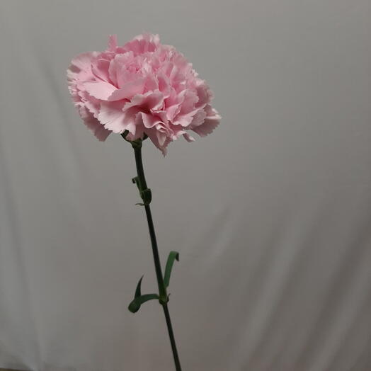 Гвоздика розовая