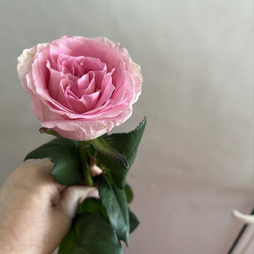 Сеньерита 1