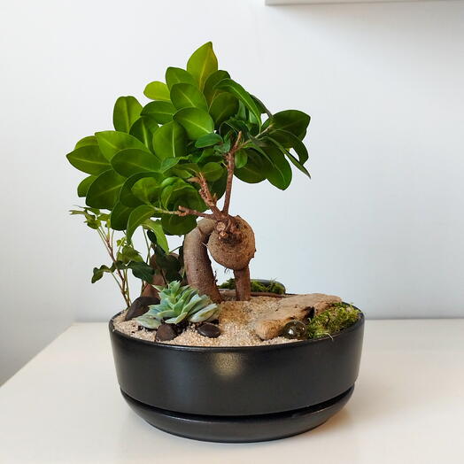 Composition with ficus Genseg