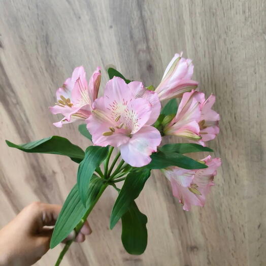 Альстромерия розовая