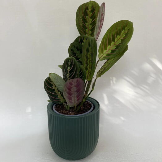 Маранта Фасцинатор Триколор / Maranta leuconeura Fascinator Tricolor