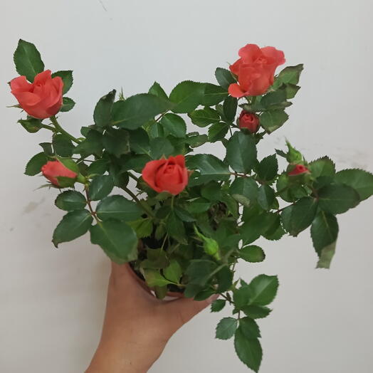 Роза комнатная коралловая