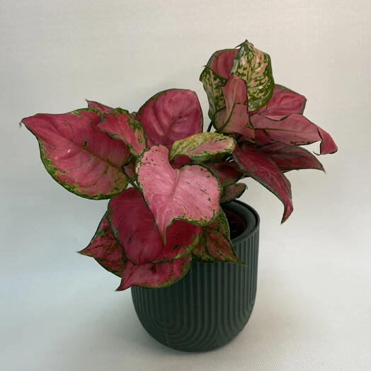 Аглаонема Руби / Aglaonema Ruby