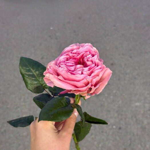 Пионовидная роза
Pink Expression