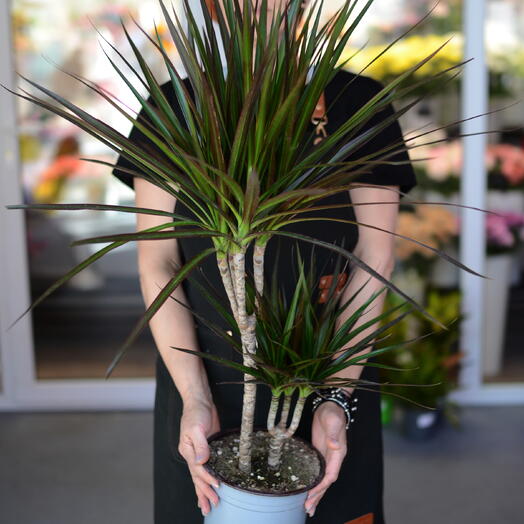 Драцена маргината (Dracaena marginata)