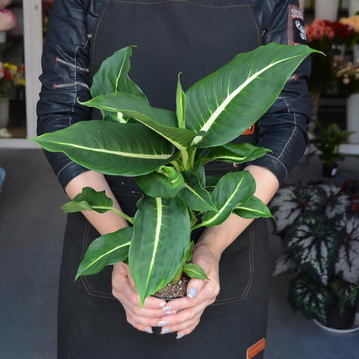 Диффенбахия (Dieffenbachia)