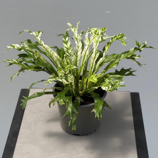 ASPlENIUM VARIEGATED
АСПЛЕНИУМ
