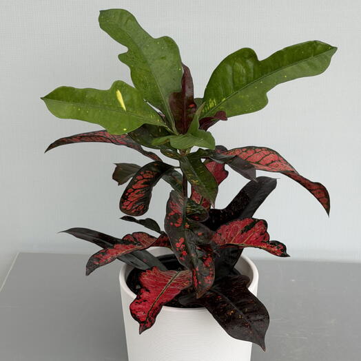 CODIAEUM КОДИУМ MRS ICETON (15/45)