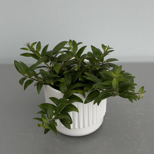 AESCHYNANTHUS Эхинантус