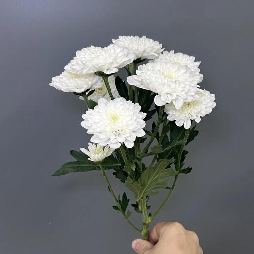 Хризантема Алтай