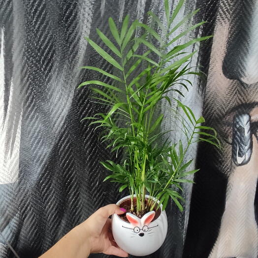 Пальма хамедорея d9 в керамическом кашпо Заяц