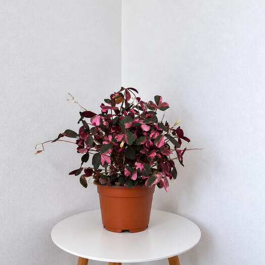 Oxalis Crazy Pink
