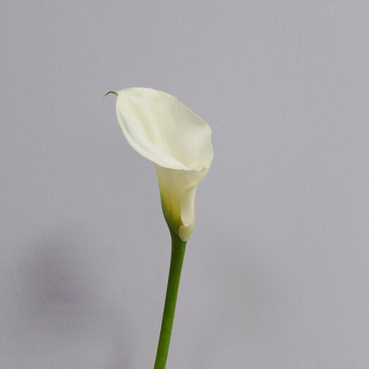 Калла