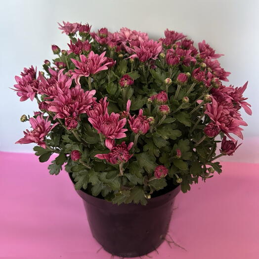 хризантема мультифлора (pink)