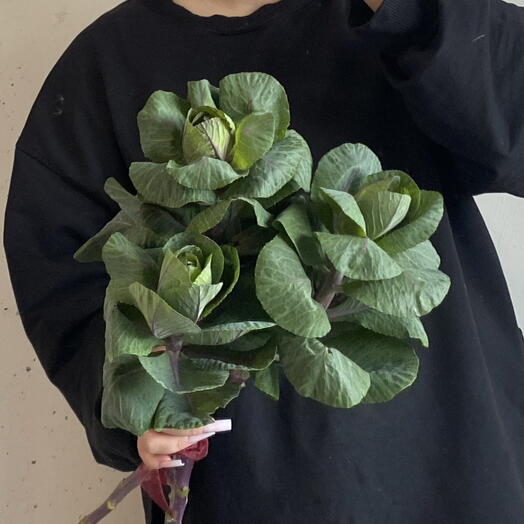 Брассика зеленая - декоративная капуста 🥬 стойкий цветок 🌿🙌🏼