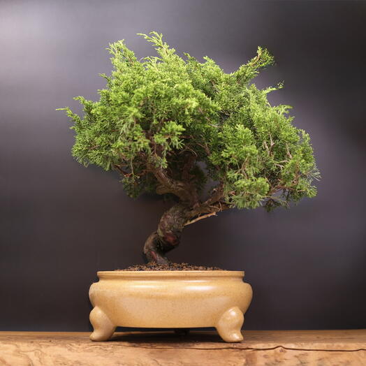Бонсай Можжевельник Itoigawa (Japan), 50см