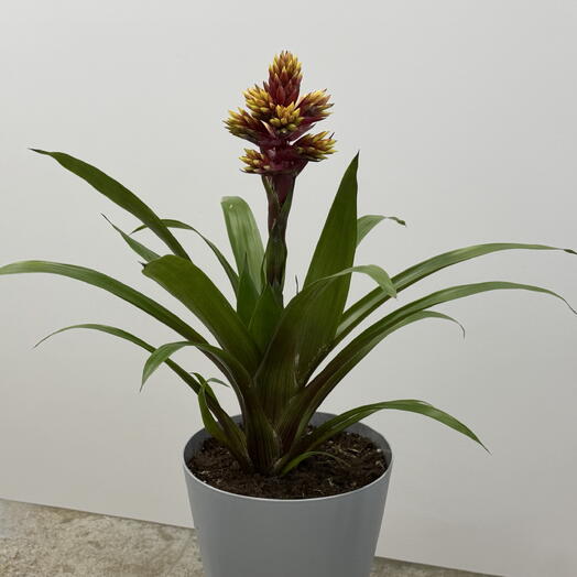 Гибридный сорт Гузмания Хоуп (Guzmania Hope) пересаженное комнатное растение