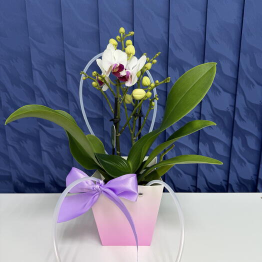 Редкая Орхидея Фаленопсис мини, отличная замена букету🤩 в подарок🎁
