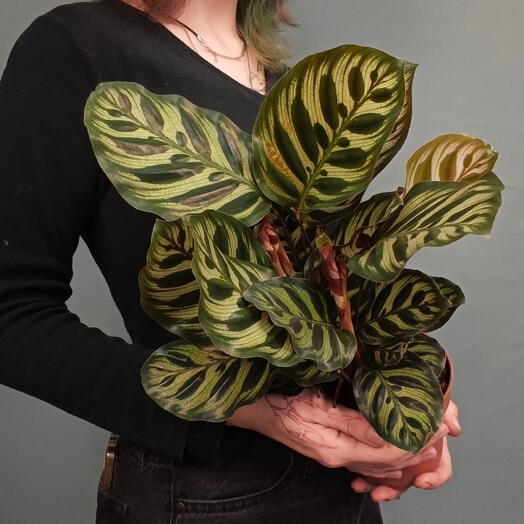 Калатея Макоя (Calathea makoyana)