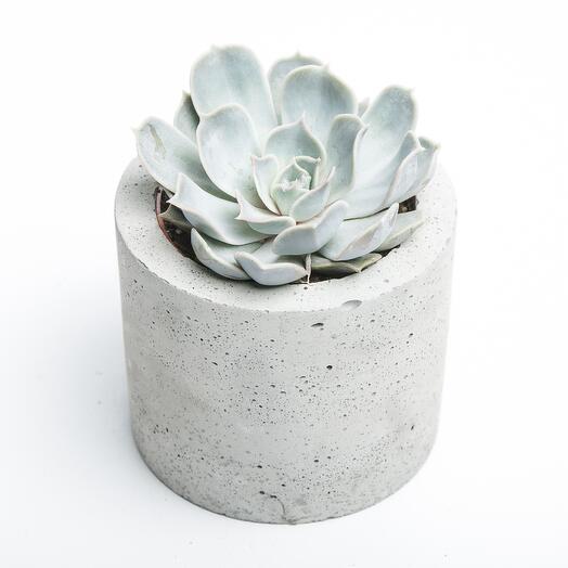 Medium succulent in a concrete pot